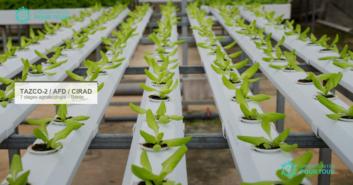 7 stages en agroécologie au Bénin : projet TAZCO-2 (AFD, CIRAD, IRC)