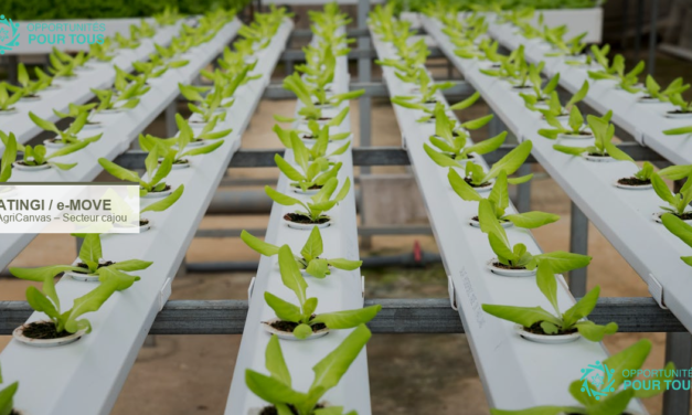 AgriCanvas : appel à projets pour le développement du secteur cajou via Atingi