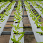 cover bourses fao agriculture 2026