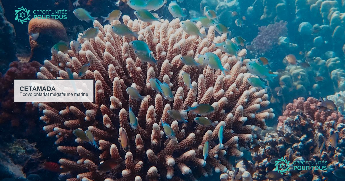 Écovolontariat Cetamada : protégez la mégafaune marine à Madagascar