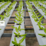 cover seeds of cinema afrique australe