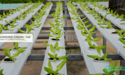 Seeds of Cinema 2026 : devenez facilitateur d&rsquo;impact cinématographique en Afrique australe