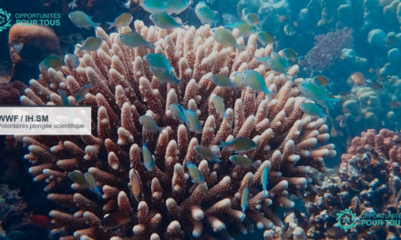 Volontaires plongée scientifique WWF/IH.SM : restauration des récifs coralliens à Madagascar