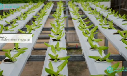 PAFO recrute des consultants pour les plateformes Femmes et Jeunes en agroalimentaire en Afrique