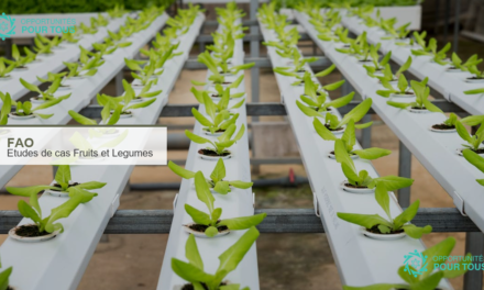 La FAO lance un appel à études de cas sur les fruits et légumes dans le monde